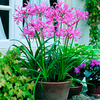 Nerine bowdenii Potted Bulb