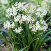 Nerine Collection - OFFER