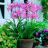 Nerine Plants - bowdenii