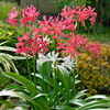Nerine sariensis Bulbs - Twin Pack