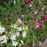 Nicotiana (Organic) Seeds - Mix