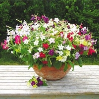 Nicotiana Plants - F1 Perfume Mix