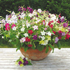 Nicotiana Plants - F1 Perfume Mix