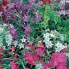 Nicotiana Plants - F1 Perfume Mix
