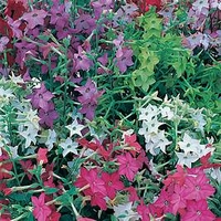 Nicotiana Plants - F1 Perfume Mix