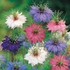 Nigella Seeds - Persian Jewels Mixed