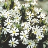 Night-Scented Phlox Seeds