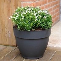 Ninfea Water Reservoir Planter 30cm - Anthracite
