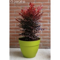 Ninfea Water Reservoir Planter 30cm - Lime
