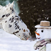 Not my Nose! Christmas Cards