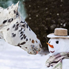 Not my Nose! Christmas Cards