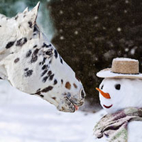 Not my Nose! Christmas Cards