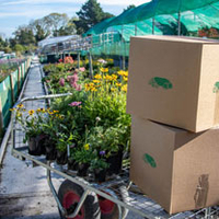 Nursery Autumn Clearance Pack - Worth L75