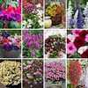 Nurserymans Choice Container Bedding