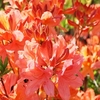 Nurserymans Choice Evergreen Azalea