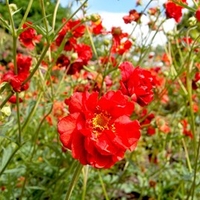 Nurserymans Choice Nursery Stock