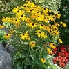 Nurserymans Choice Nursery Stock