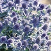 Nurserymans Choice Nursery Stock