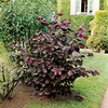 Nut Tree - Purple Filbert