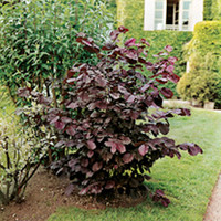 Nut Tree - Purple Filbert
