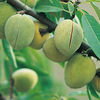 Nut Tree - Sweet Almond Princess