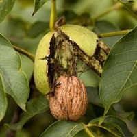 Nut Tree - Walnut Europa
