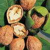 Nuts - Walnut Franquette