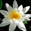 Nymphaea Plant - Alba