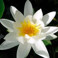 Nymphaea Plant - Alba