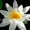 Nymphaea Plant - Alba