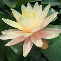 Nymphaea Plant - Barbara Dobbins