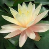 Nymphaea Plant - Barbara Dobbins