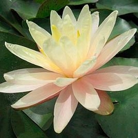 Nymphaea Plant - Barbara Dobbins