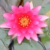 Nymphaea Plant - Charles de Meurville