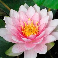Nymphaea Plant - Darwin (Hollandia)