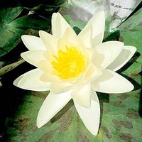Nymphaea Plant - Marliacea Chromatella