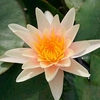 Nymphaea Plant - Paul Hariot