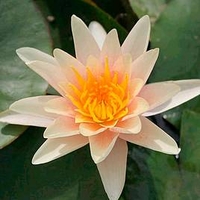Nymphaea Plant - Paul Hariot