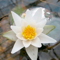 Nymphaea Plant - Pygmaea alba
