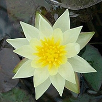 Nymphaea Plant - Pygmaea helvola