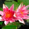 Nymphaea Plant - Pygmaea rubra