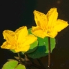 Nymphoides peltata Plant