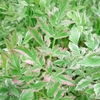 Oenanthe javanica Plant - Flamingo