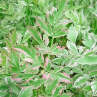 Oenanthe javanica Plant - Flamingo