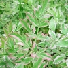 Oenanthe javanica Plant - Flamingo