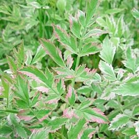 Oenanthe javanica Plant - Flamingo