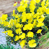 Oenothera Plants - Gold Dream