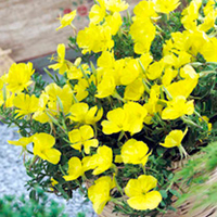 Oenothera Plants - Gold Dream
