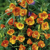 Oenothera Plants - Sunset Boulevard