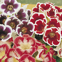 OFFER - Gloxinia Tubers & Planters